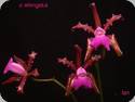 Cattleya elongata